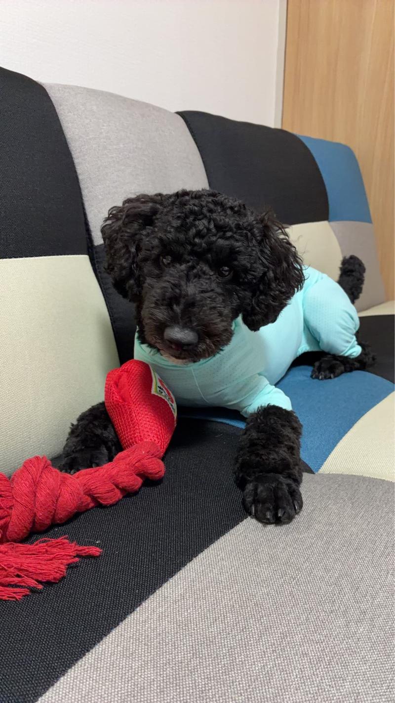 看板犬 テン